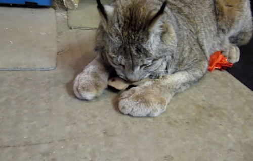 robotslenderman:anythingbetterthanzukash:Canada Lynx (x) The enormous paws *grabby hands*Khajii