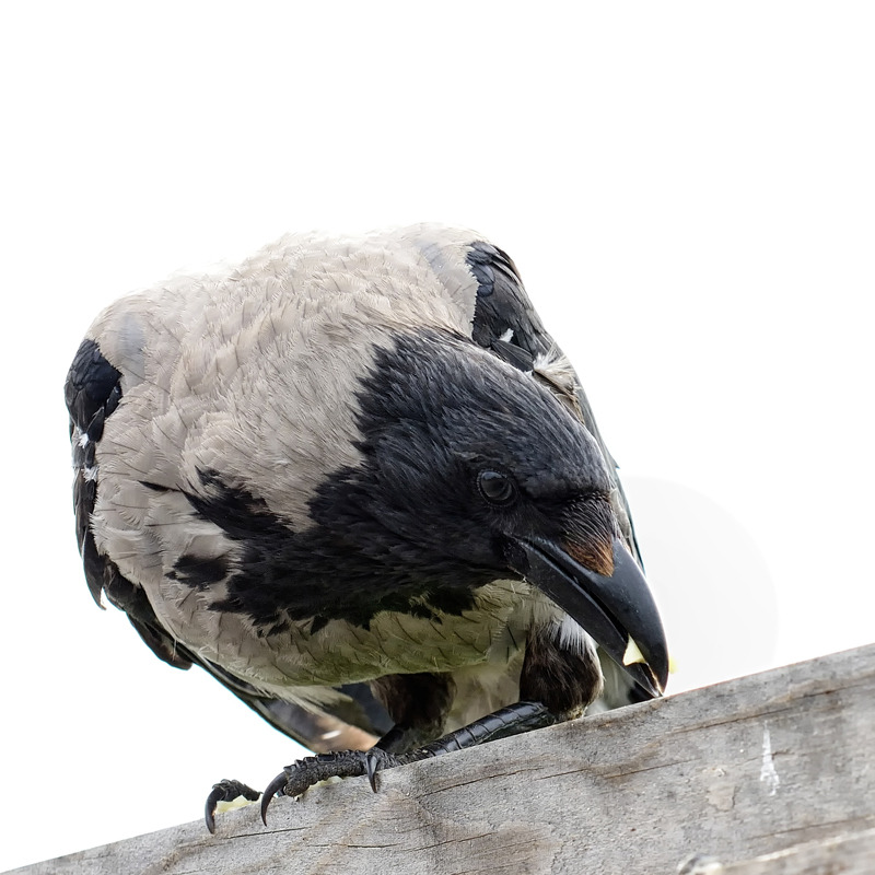ravensbeak:  Hooded Crow by Knut Riise 