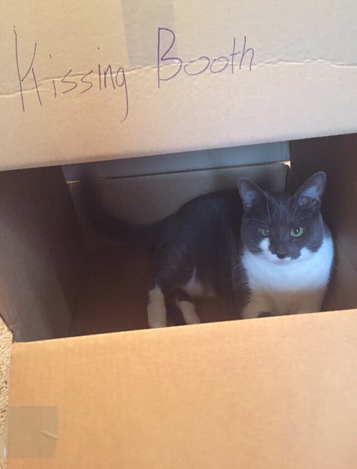 unflatteringcatselfies:  are you prepared for her kisses? 🌽