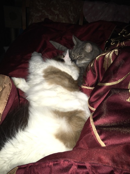 Just look at how much space these two under 10lb cats take up on my bed. My leg is cramping because 