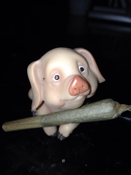 nugs-n-roses:  Pigurine (figurine) photo shoot! Oink 💨