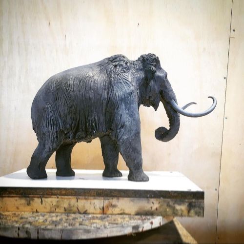 Som aquí! El mamut està arrivant… Un clàssic sempre modern, el mamut! #mammoth #mammuthusprimigenius