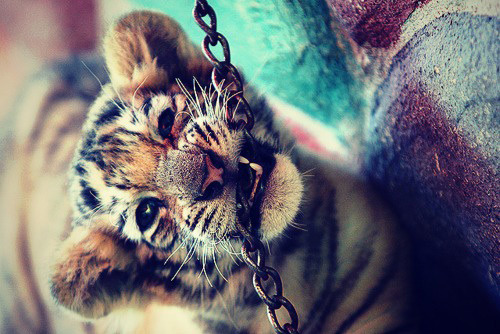 makeyourdreamscometrue2: Untitled en We Heart It - weheartit.com/entry/95148863