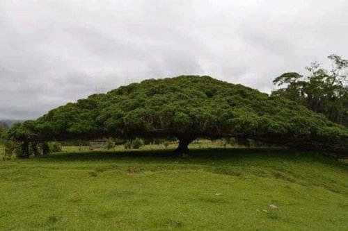 This Is A 50 Mts (165ft) Tree In Costa Rica