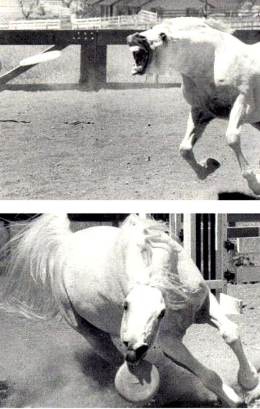 sufficientlylargen: threefeline:  ya’ll i am fucking sobbing at these photos of a horse catching a frisbee  valid to eat frisbees  I try not to have too much disc horse on my dash, but I guess this is ok. 