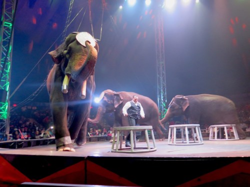 New Footage Shows Misreable Elephants ‘Losing Their Minds’ in NYC CircusBy Melissa Cronin via The Do