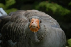 importantbirds: here’s my goose she’s called couscous cousgouse  very very important couscous 