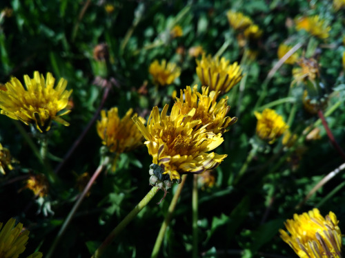 (. Taraxacum) . 24. Dandelions In The Forest. May 24.