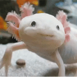 Golden Albino Axolotl Explore Tumblr Posts And Blogs Tumgir