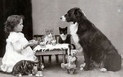 weirdvintage - Animal tea party, 1903-1910 (since there is a teddy...