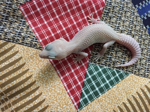 thisisasnake:  Perfect child. Saki is so sweet and patient. She really enjoys curling up in warm blankets with me.