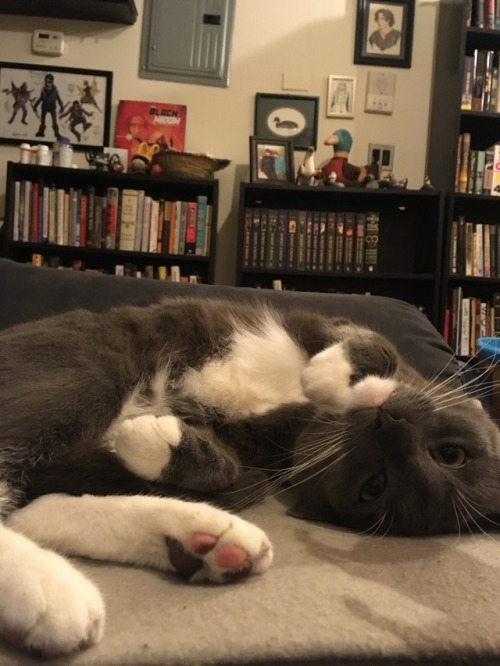 veliseraptor:it’s a cat update!! because this pretty girl