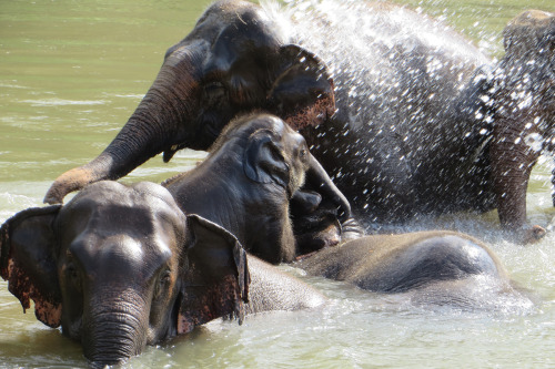 sabaidesignsgallery:Elephant family playing in the river - we took this photograph while traveling i