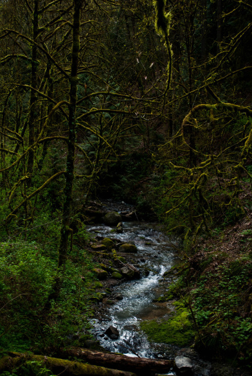 saccharine veinsForest Park, Portland, OR