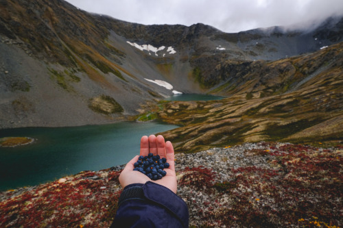 Good year for alpine blueberries 