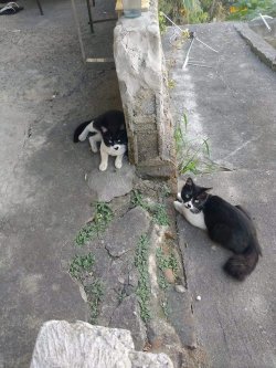 awwww-cute:A cat that looks just like mine showed up at my backyard. Now I don’t know which one to bring inside. (Source: https://ift.tt/2jAKo6o)