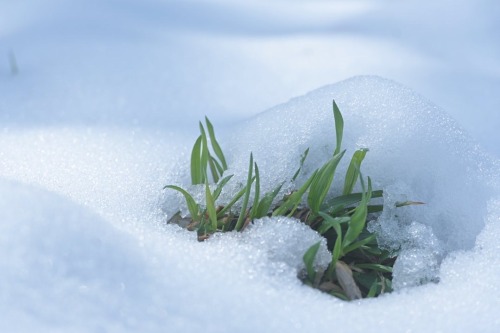 175photograph:４月最後の日に雪が積もるなんて思わなかったなぁ雪の上に散る桜なんて初めて見たかも❄