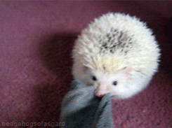 hedgehogsofasgard:  Týr vs sock 