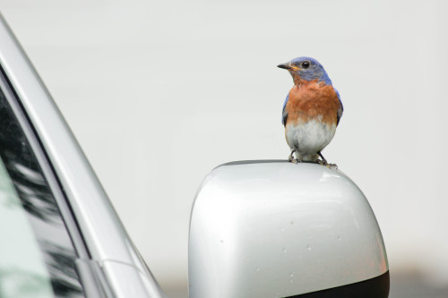 A bluebird poses for the camera