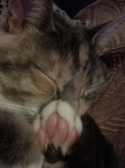 My best friends kitty, Pepper Pots, and her toebeans. (submitted by and-away-she-goes)