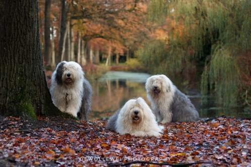 Autumn portrait “ explore ” by dewollewei oké English sheepdogs Sophie Sarah and Scarlet