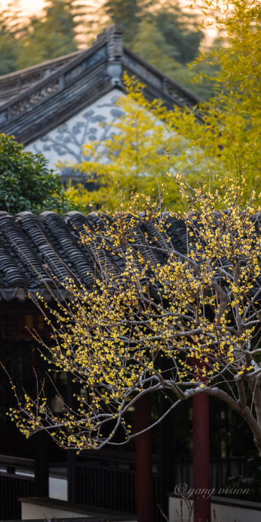 腊梅花 lamei/wintersweet (Chimonanthus praecox) by 影像视觉杨