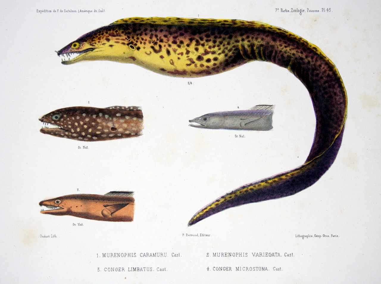 biomedicalephemera:  This is your yearly reminder that the jaws of Aliens were based