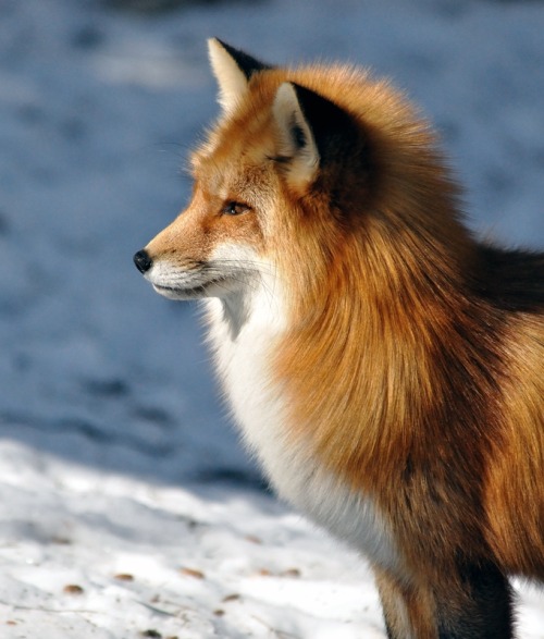 Porn Pics beautiful-wildlife:  Red Fox by Robert