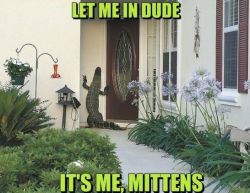 laugh-at-this-crap:  Mittens - www.meme-lol.com