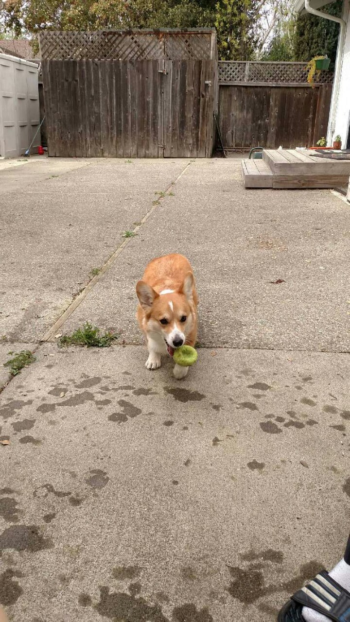 corgidean:  Crushing it 