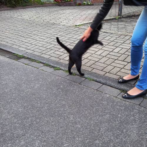 The #cat Was Very Confiding In Me And My Companion In Wanne-Eickel (en Baukau, Nordrhein-Westfalen, Germany)