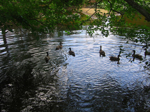 12snakes: Ducks by Mr. Ducke on Flickr.