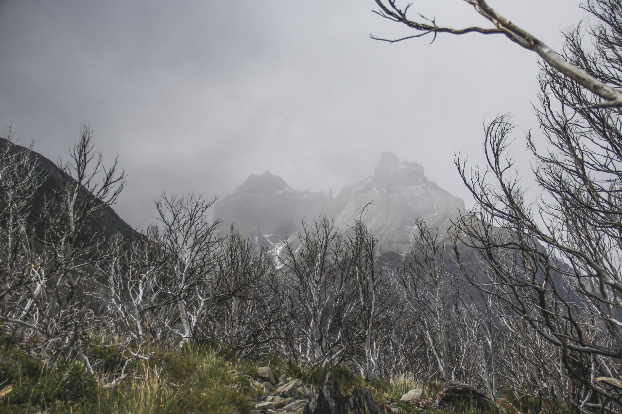 surendemico:  Burnt forest from 2011 tourist fire. Camino y desolaciòn