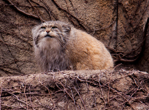 eyes-of-the-cat: Pallas Cat (Sue Conwell)