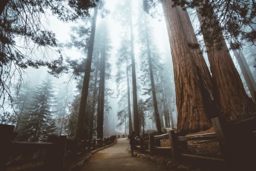 jasonincalifornia: Mystic Sequoia Instagram////Prints