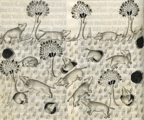 badgers, badgers, badgersGaston Phoebus, Livre de la chasse, Avignon ca. 1375-1400BnF, Français 619