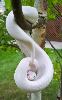 snake-lovers:  Blue Eyed Leucistic Ball Python (Python regius) 