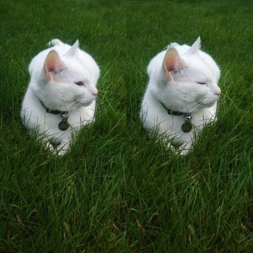 Always in his favourite spot in the garden 😊  #meko #cat #catsofinstagram #catstagram #whitecat #blueeyes #garden