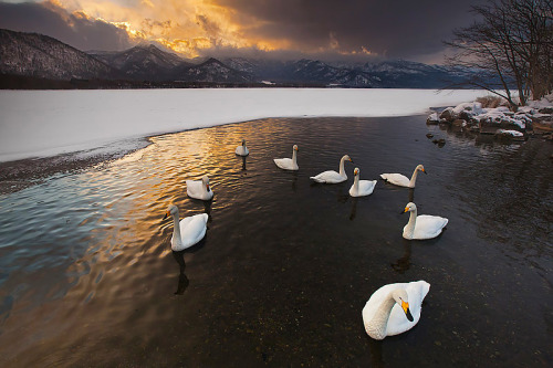 nubbsgalore:swan lake. photos (none of which are actually in russia) by (click pic) paul and paveena