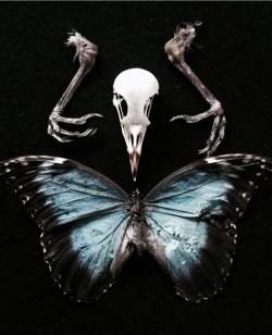 roadkillandcrows:  Blackbird skull. 