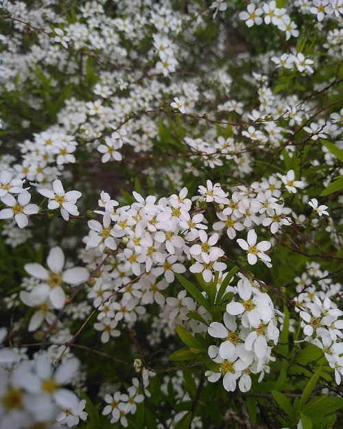 20° et les odeurs se déchaînent, miel au jardin.#aujardin #naturellement https://www.instagram.com/p