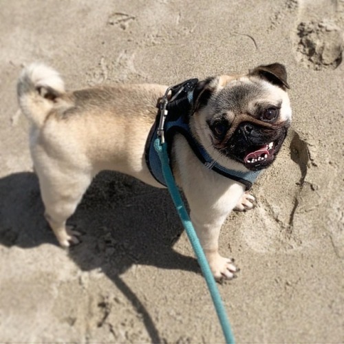 #MotivationMonday: Smile, be a good boi, chase birdies, eat ice kweem. #beachbody . #pug #pupper #do