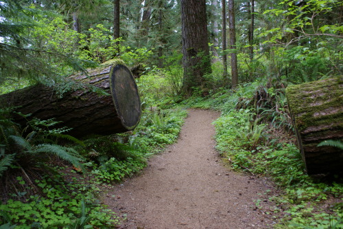 pnw-forest-side:Cutting through, because trees fall down - Quinault Rainforest Loop   Home❤️