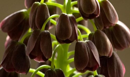 Sex sixpenceee:  Fritillaria persica grows natively pictures