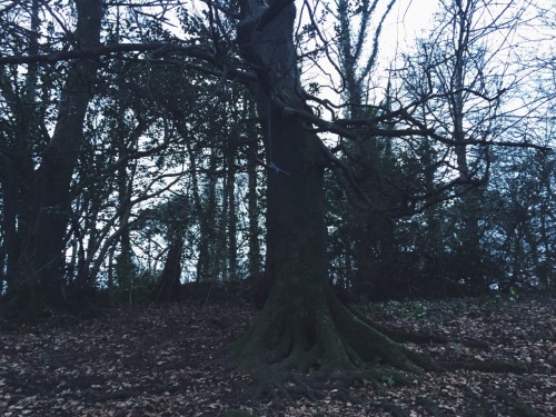 bulldogprince-deactivated201502:  Woods trekking. 