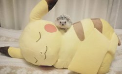 readinghedgehog:ピカチュウと遊びたいけど起きてくれない。  I want to play together but he won’t wake up.