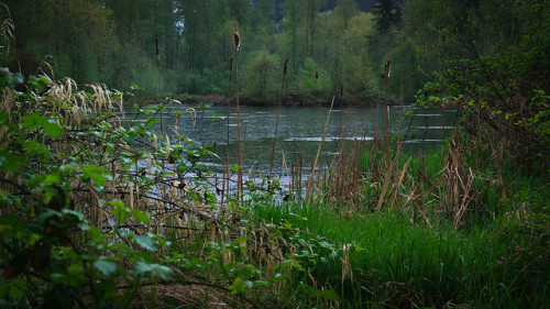 Cavanaugh Pond Natural Area by bombeeney on Flickr.