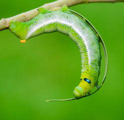 libutron:  Oleander Hawk-moth - Daphnis nerii