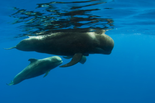 short-finned pilot whale (Globicephala macrorhynchus)