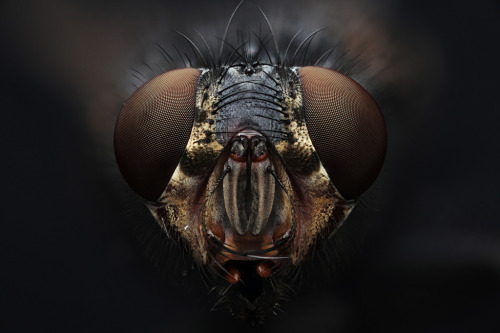 House Fly, Coventry CT(par Macroscopic Solutions)More Animals here.